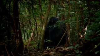 Chimpanzee Conservation in Uganda