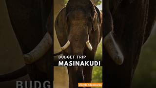 Masinagudi Budget Trip | Mudumalai Tiger Reserve #masinagudi #ooty