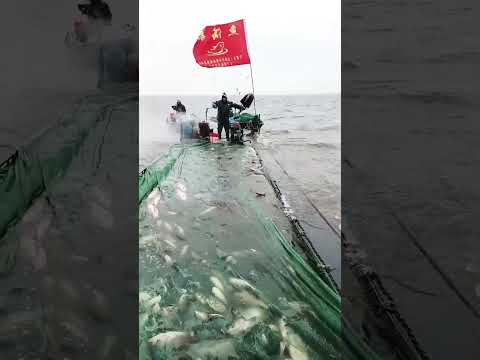 fishing boat #fishing #fishingvideo #fishingboat #sea #antarctica #ocean #fishingvessel