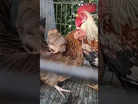 The chicken is sitting on the chicken's back #video #asmr #chips