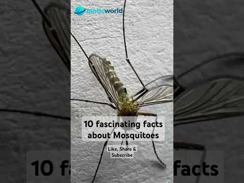 10 Fascinating facts about Mosquitoes #facts #nature #insects #diseases #mosquito