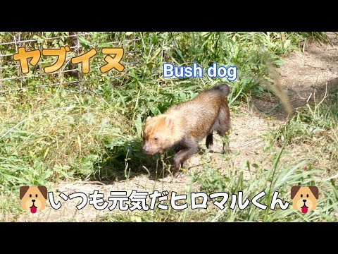 ヤブイヌ　🐶いつも元気だヒロマルくん🐶（東山動植物園）Bush dog （Higashiyama Zoo and Botanical Garden in Nagoya city Japan）