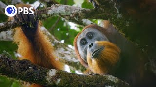 New Orangutan Species Filmed for First Time