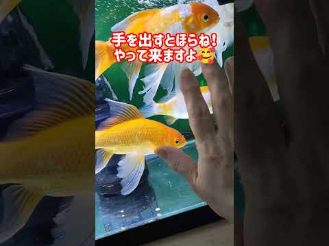 [金魚]　我が家の金魚が１番可愛い🤣#goidfish