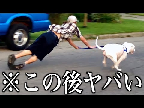 【神回】ツッコミどころ満載な動物のおもしろ動画見ようぜwwwwww⑨【ハプニング映像】【犬】【猫】