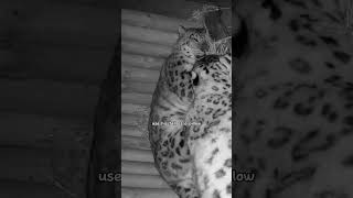 Ever since this snow leopard's mate became pregnant