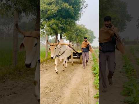 Khetibadi 👨‍🌾#minivlog #trending #farming #shorts #viralvideo #subscribe