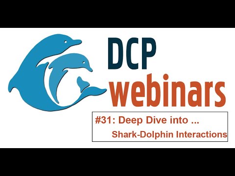 DCP Deep Dive: Shark-Dolphin Interactions Down Under