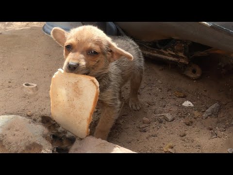 The adorable puppy enjoying its precious bread is the sweetest, most heartwarming sight ever ❤️❤️❤️