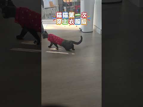 被衣服封印的猫咪 #cat