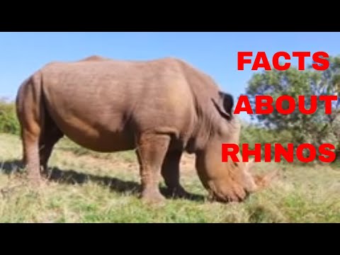 24 Interesting Facts About Rhinos 2020 (top facts about rhinos)