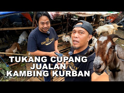 TUKANG IKAN CUPANG JUALAN KAMBING KURBAN