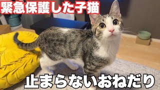 【保護猫】必死におねだりをする子猫が可愛すぎました…