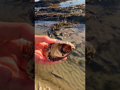 Tide Pooling in ventura During the King Tides! 🌊🦀🐙