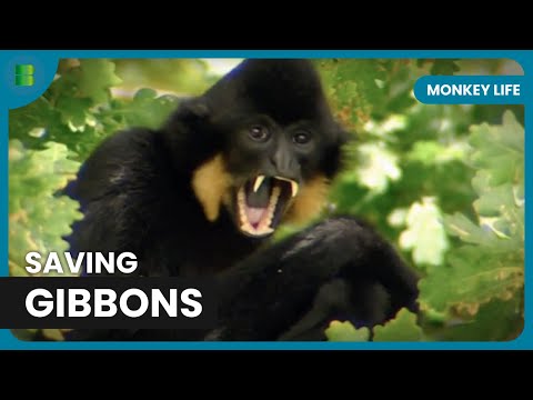 Building a Sanctuary for Gibbons - Monkey Life - Documentary