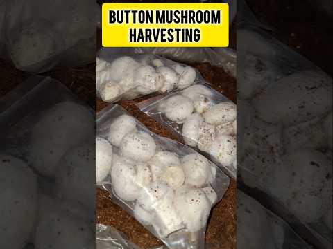 Button mushroom harvesting & Parking without wash mushroom farming #shorts