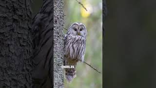 Owl 🦉" #animals #trending #viral  #study_k_videos #school_activities