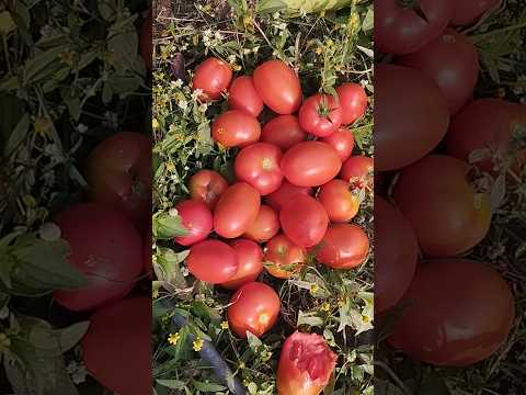 #tomatoharvesting #tomato #villagelife #organicfarming