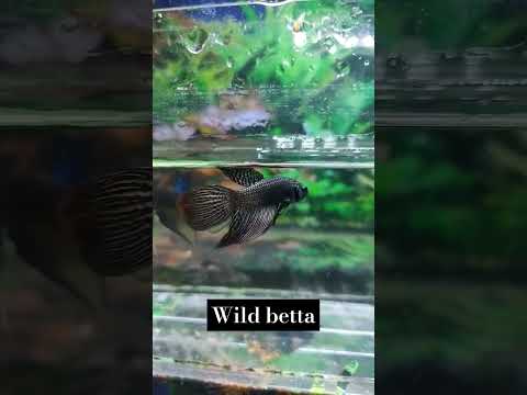 Wild Betta fish #bettaholic