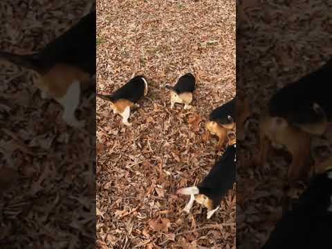 Rabbit making a Getaway from Beagles