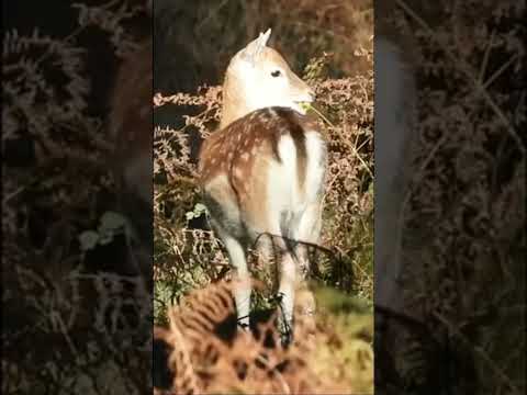 FALLOW DEER Bites into a SOUR APPLE  👀  #shortvideo #shorts #short