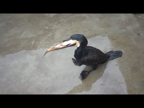 Cormorant eats a fish bigger than its own head