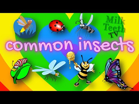 All About Common Insects explained in detail