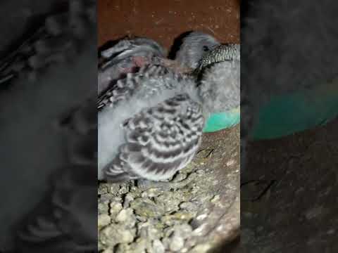 Budgie bird egg hatching Chicks Growth Day 24 #Viral #Shorts