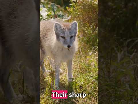 Surviving the Arctic: Unveiling the Secrets of Arctic Foxes