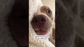 Videos to show I’m not scary 🥺 #dogshorts #pitbull #sweet #shortvideo #cuteness #aww #cute #doglove