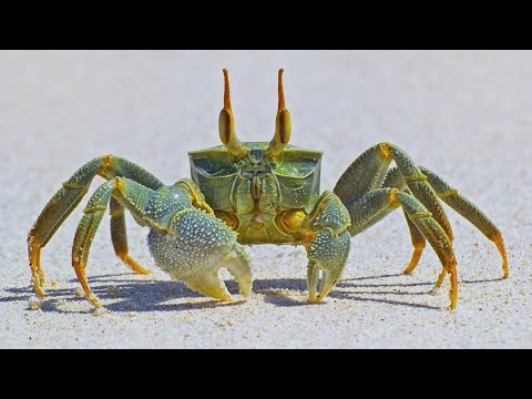 Facts: The Crab