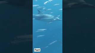 Amazing Facts About Dolphin 🐬