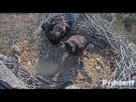 Young Eagles E21 & E22 defend the Nest from an Intruder Eagle