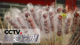 《我爱发明》 拔丝糖葫芦 20180719 | CCTV科教