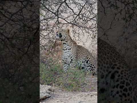 Hilarious Leopard vs. Bug Showdown: Cat Nap Edition! #wildlifecomedy #india #leopard