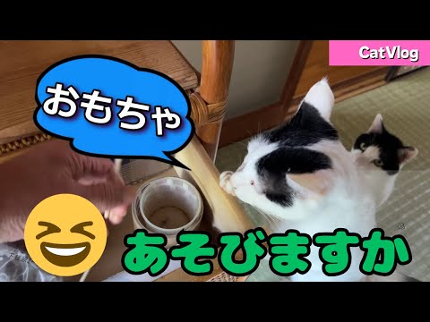 [Cats Vlog] Shall we play with cats? #Cute #Cat #Vlog