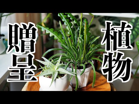 【植物イベント開催】プレゼント企画！初回のテスト配送にご協力をお願いします！