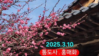 2025.3월10일. 통도사 홍매화 개화 현황(40%)| 다음주에 가세요