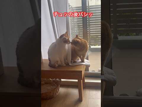 チュッの後にバシッ！#cat #猫動画 #shorts