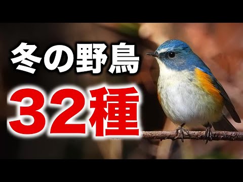 冬の野鳥が大集合！初心者にも分かりやすい解説動画～