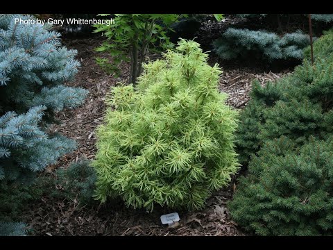 Pinus strobus 'Squiggles' Dwarf White Pine