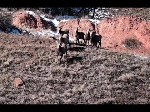 Bighorn sheep herd