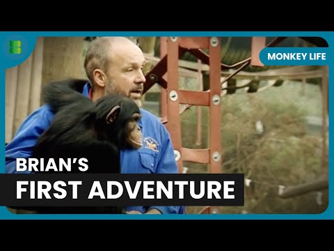 Chimp Brian’s First Outdoor Adventure! - Monkey Life - Documentary