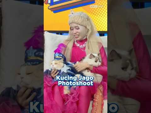 Kucing Jago Photoshoot