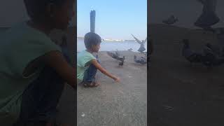 #KidsAndAnimals #FeedingPigeons #CuteKids #BirdFeeding