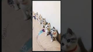 Cute Cat's parade in drawing room 😻🐈