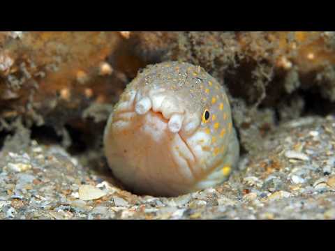 Facts: Snake Eels