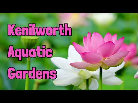 A Walk Through Kenilworth Aquatic Gardens