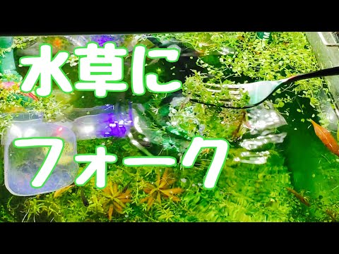 グッピー水槽のトリミング