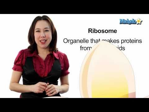 Learn Biology: Cells—Ribosomes